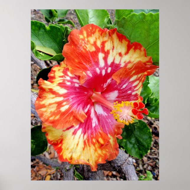 Póster Hibiscus Híbrico do Havaí (Frente)