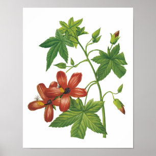 Póster hibiscus (phoenicea do Lavatera) por Redouté