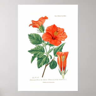 Póster Hibiscus Rosa-sinensis