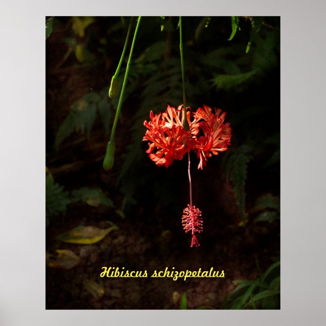Poster Hibiscus schizopetalus - Lanterna Japonesa (Frente)
