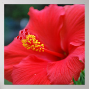 Póster Hibiscus sun