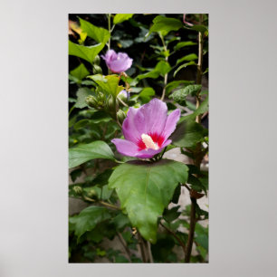 Poster Hibiscus syriacus Afrodite Shrub, rosa Bloom