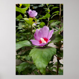 Poster Hibiscus syriacus Aphrodite Arbusto, rosa Flor