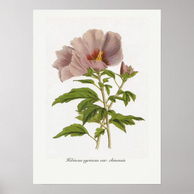 Póster Hibiscus syriacus var. chinensis (Frente)
