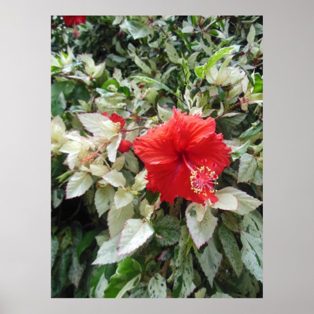 Póster Hibiscus variegado (Frente)