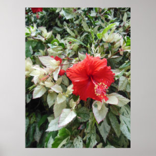 Póster Hibiscus Variegated