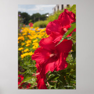 Poster Hibiscus vermelho