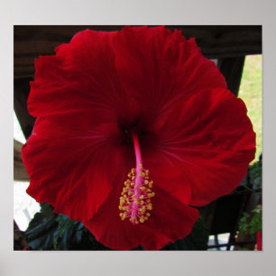 Poster Hibiscus Vermelho
