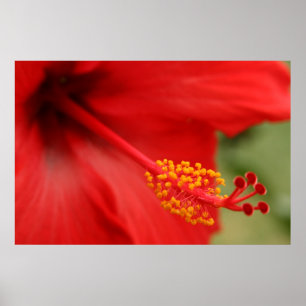 Póster Hibiscus vermelho