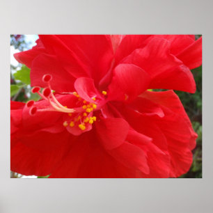 Póster Hibiscus vermelho