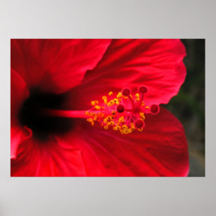 Poster Hibiscus vermelho