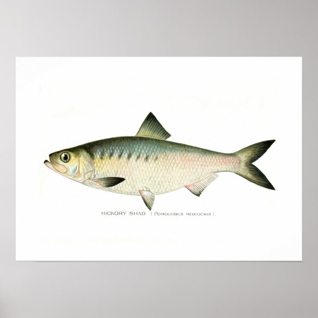 Poster Hickory Shad (Frente)