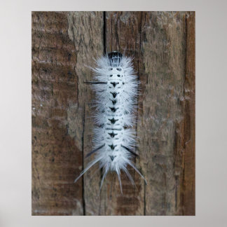 Poster Hickory Tussock Moth