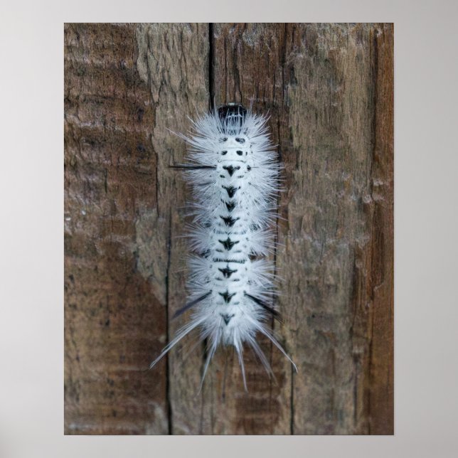 Poster Hickory Tussock Moth (Frente)