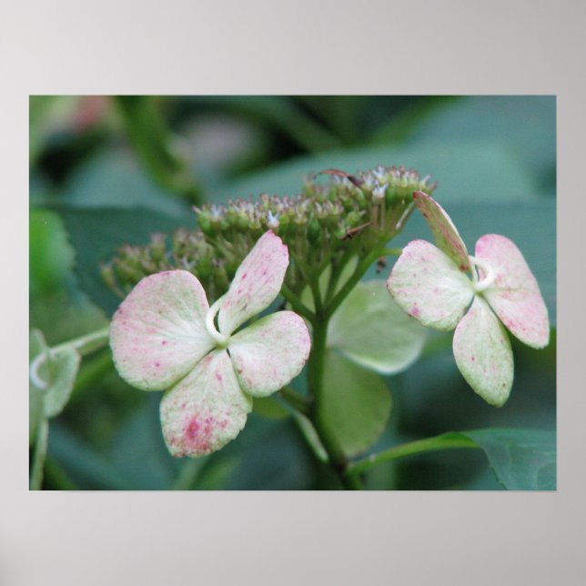 Poster Hidrangea (Frente)