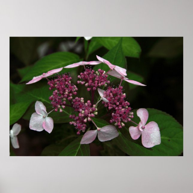 Póster Hidrangea (Frente)