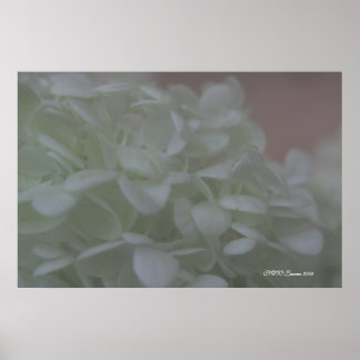 Póster Hidrangea 6