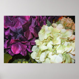 Póster Hídrangea Blooms em Púrpura Escura e Branco