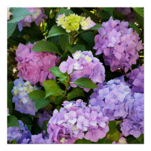 Póster hidrangea colorido