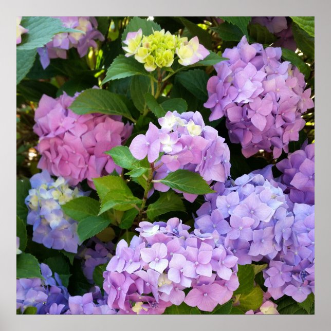 Póster hidrangea colorido (Frente)