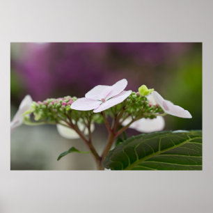 Póster Hidrangea grande