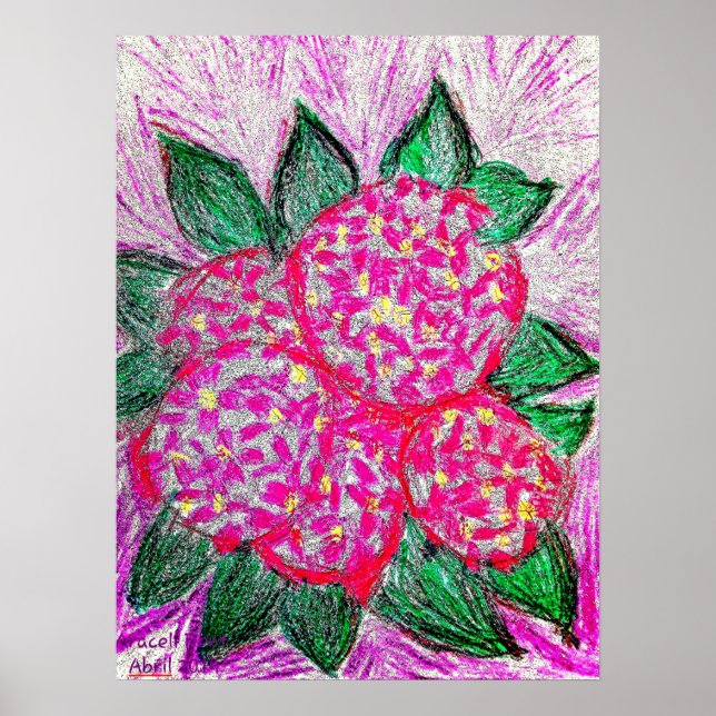 Poster Hidrangea macrophylla (Frente)