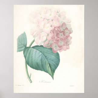 Póster Hidrangea rosa