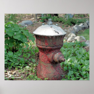 Póster Hidrante de Fogo Rujento do Jardim Flor