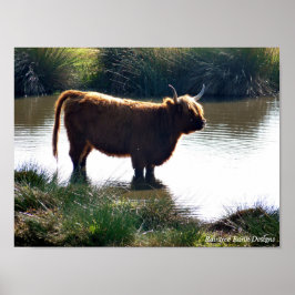 Poster Highland Cattle