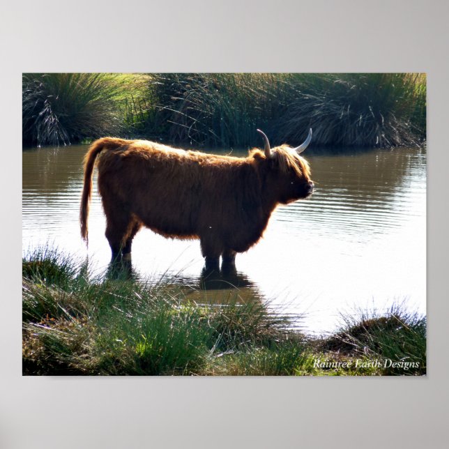 Poster Highland Cattle (Frente)