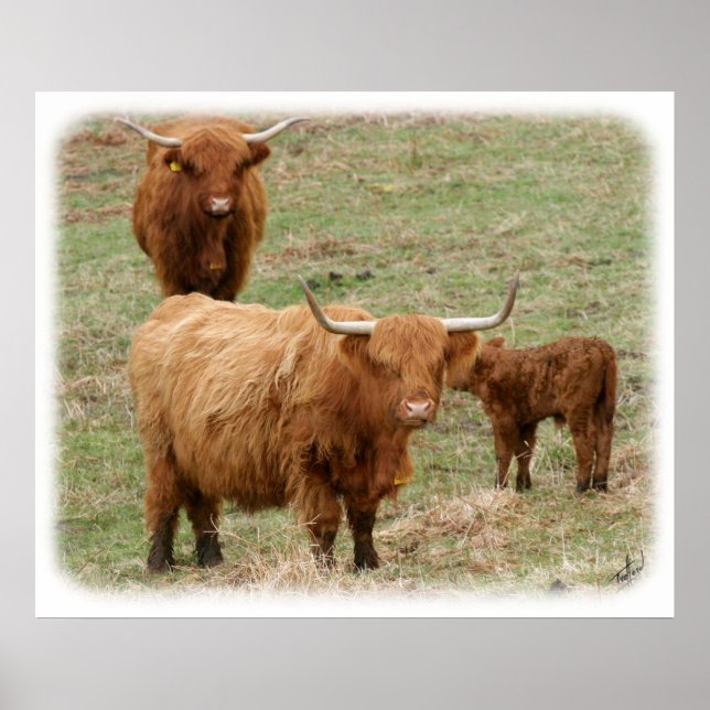 Póster Highland Cattle 9Y316D-017 (Frente)