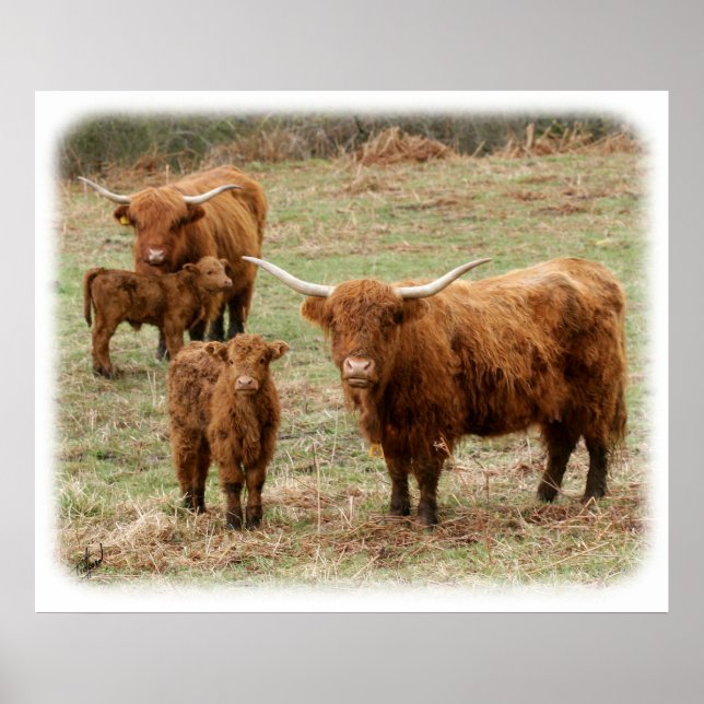 Póster Highland Cattle 9Y316D-055 (Frente)