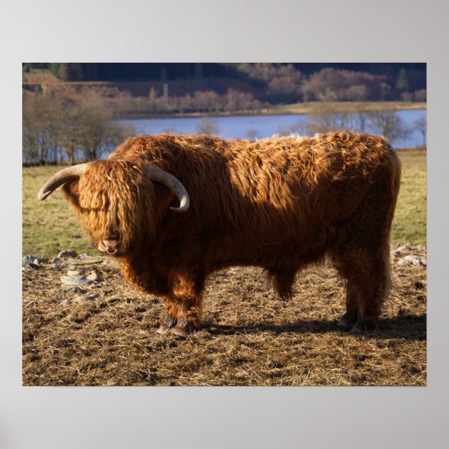 Poster Highland Cattle Bull, Escócia (Frente)