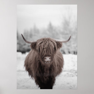 Poster Highland Cow Scotland Russ Fazenda
