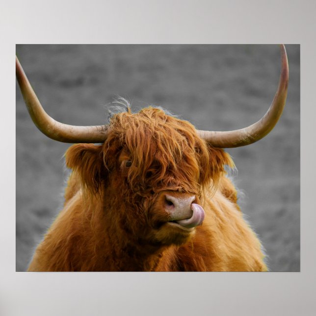 Poster Highland Cow Scotland Rustic Black White (Frente)