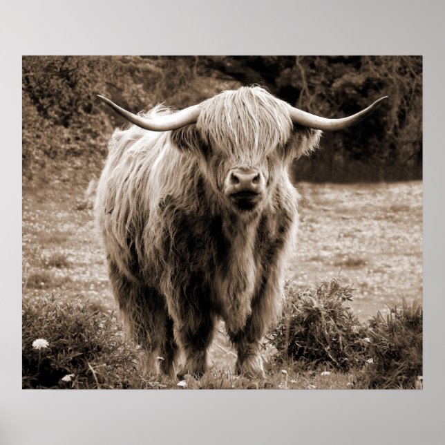 Poster Highland Cow Scotland Rustic Brown monotone (Frente)