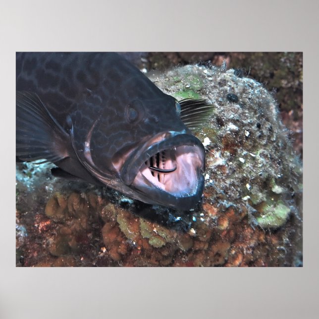Poster Higiene Oral do Agrupamento (Frente)