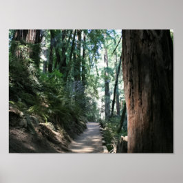 Póster "Hillside Trail", Muir Woods