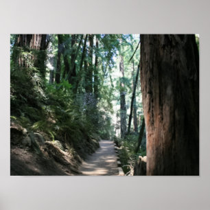 Póster "Hillside Trail", Muir Woods
