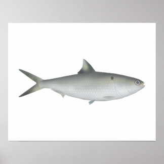Poster Hilsa Shad