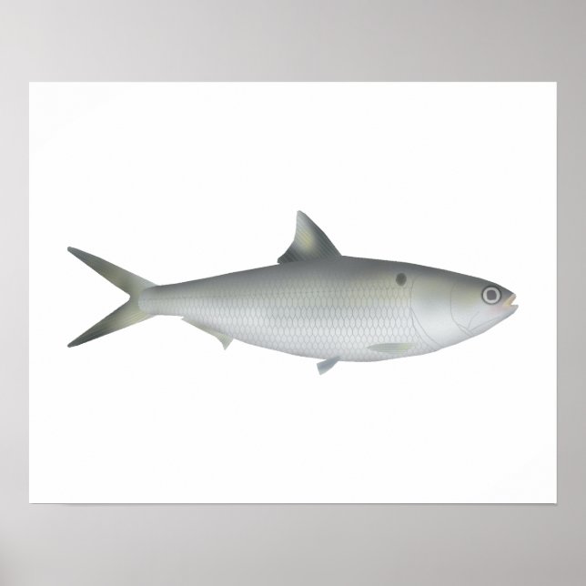 Poster Hilsa Shad (Frente)