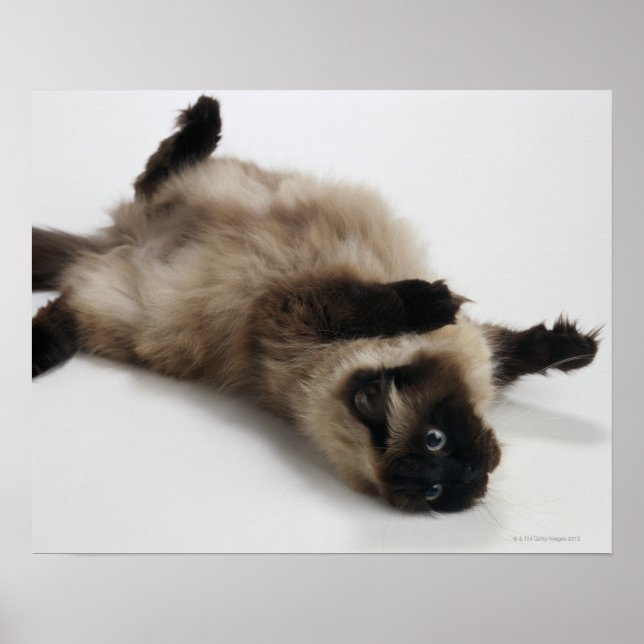 Póster Himalayan Cat Deitado nas costas (Frente)