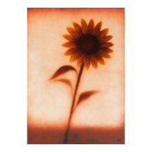 Himawari Sunflower Japanese Floral Abstraction