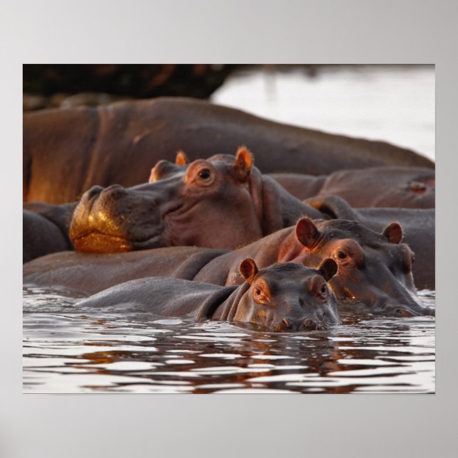 Póster Hipopótamo, Hippopotamus amphibius, Lago (Frente)