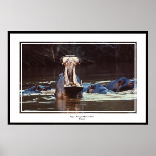 Póster Hipopótamo - Serentgeti