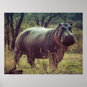 Poster Hippo em pé na câmara na África Folhagem