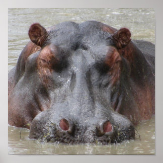 Poster Hippopotamus