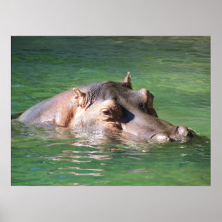 Póster Hippopotamus Nadando Na Superfície