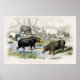 Poster Hippopotamus, Rinocerontes Indianos, Muchoco...