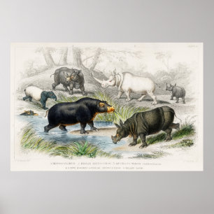 Poster Hippopotamus, Rinocerontes Indianos, Muchoco...